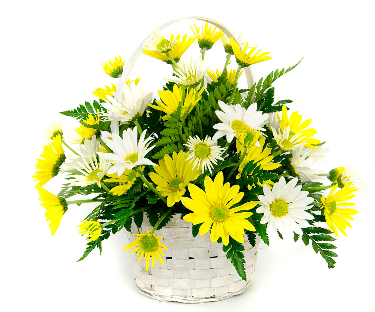 Daisy-A-Day